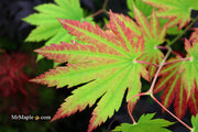 - Acer japonicum 'Vitifolium' Large Leaf Full Moon Japanese Maple - Mr Maple │ Buy Japanese Maple Trees