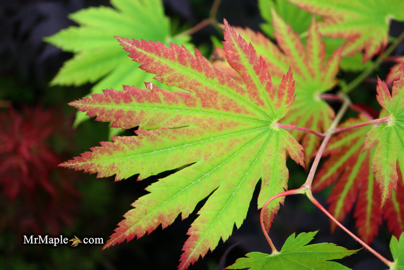 - Acer japonicum 'Vitifolium' Large Leaf Full Moon Japanese Maple - Mr Maple │ Buy Japanese Maple Trees