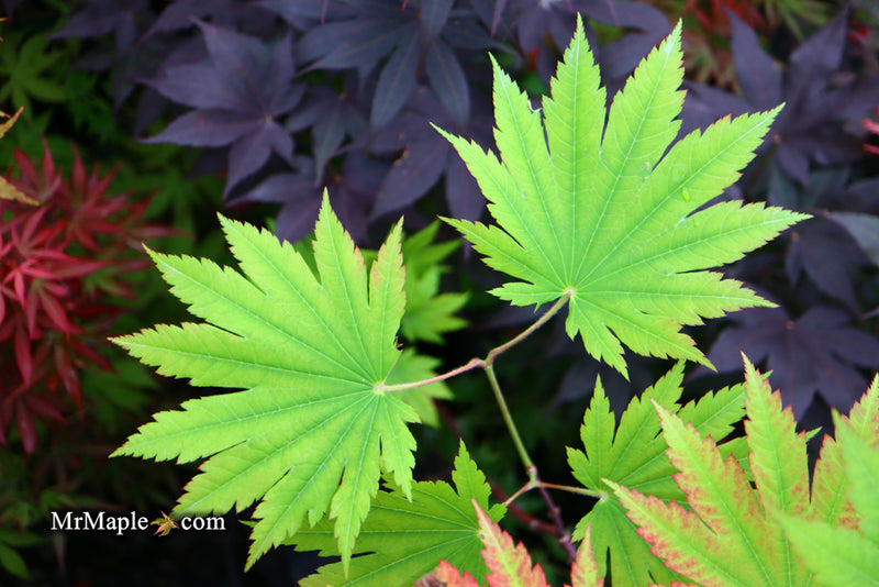 - Acer japonicum 'Vitifolium' Large Leaf Full Moon Japanese Maple - Mr Maple │ Buy Japanese Maple Trees