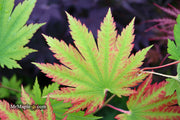 - Acer japonicum 'Vitifolium' Large Leaf Full Moon Japanese Maple - Mr Maple │ Buy Japanese Maple Trees