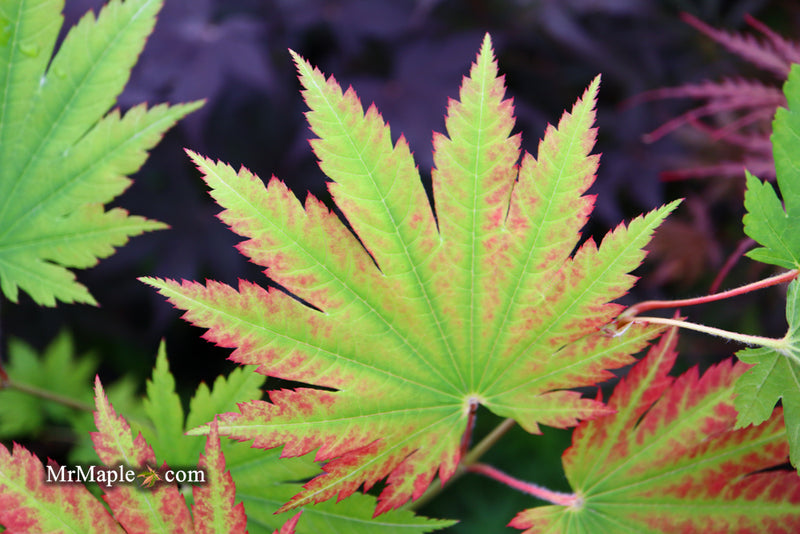 - Acer japonicum 'Vitifolium' Large Leaf Full Moon Japanese Maple - Mr Maple │ Buy Japanese Maple Trees