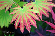 - Acer japonicum 'Vitifolium' Large Leaf Full Moon Japanese Maple - Mr Maple │ Buy Japanese Maple Trees