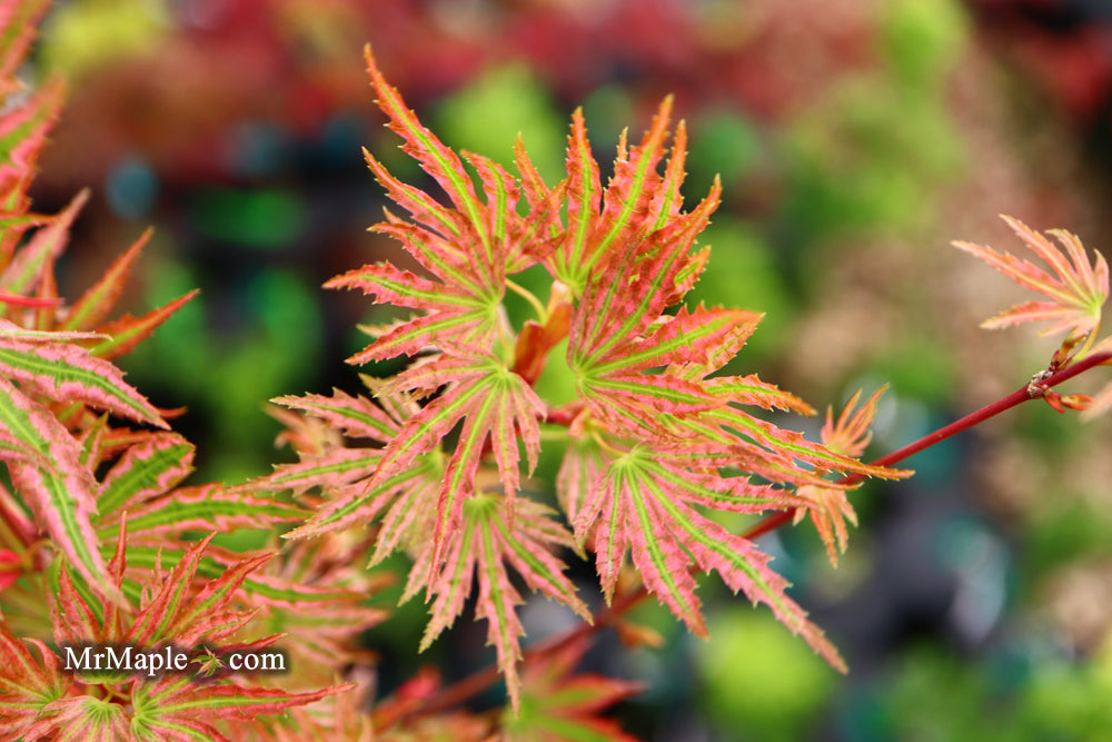 Acer palmatum 'Squitty' Dwarf Japanese Maple