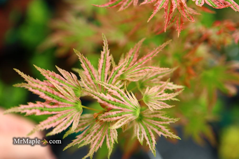 Acer palmatum 'Squitty' Dwarf Japanese Maple