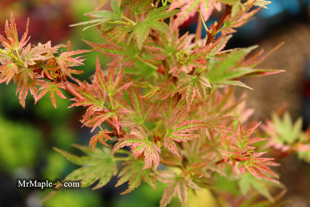 Acer palmatum 'Shin hikasa' Dwarf Variegated Japanese Maple