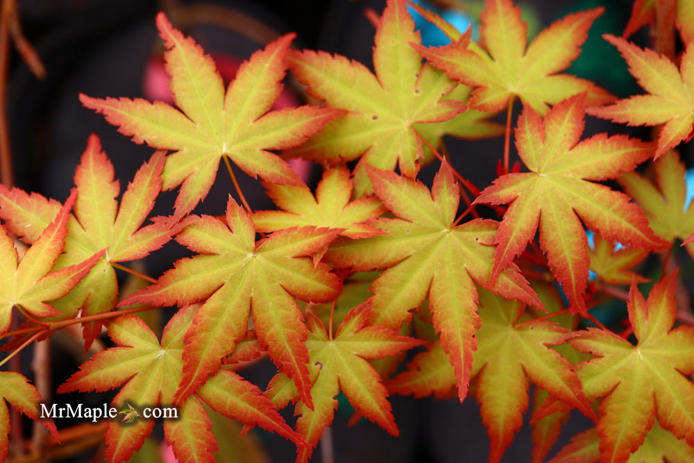Acer palmatum 'Coral Magic' Pink Japanese Maple