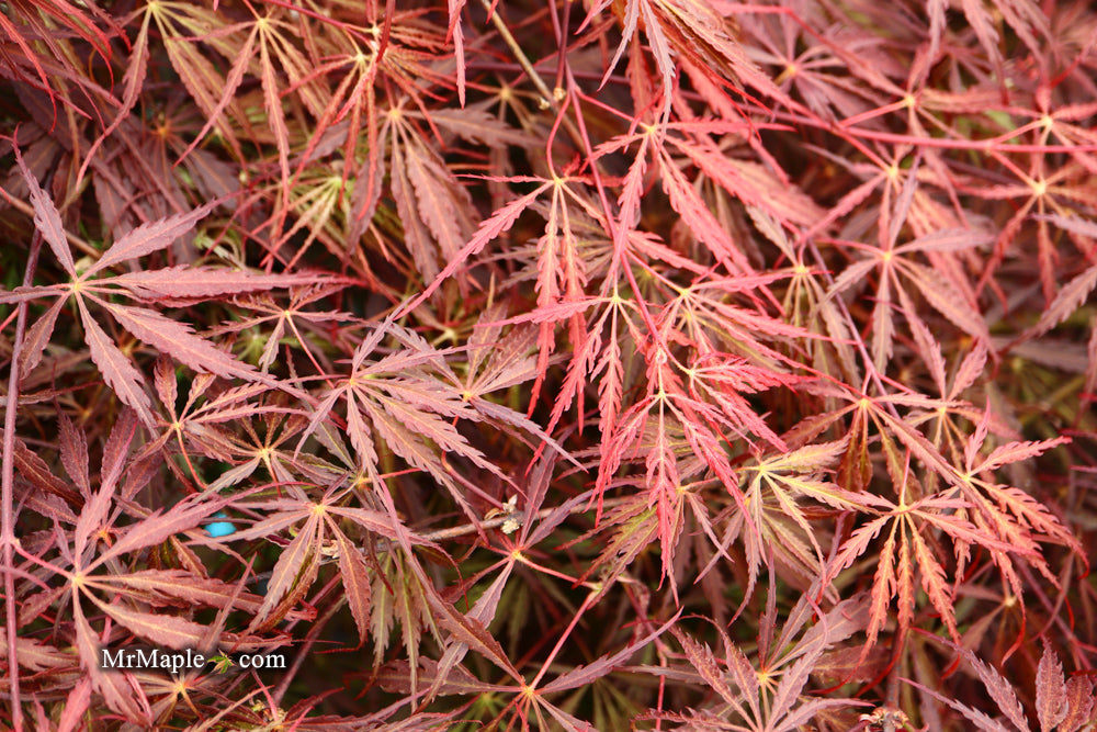 FOR PICKUP ONLY | Acer palmatum 'Tamukeyama' Weeping Red Japanese Maple | DOES NOT SHIP