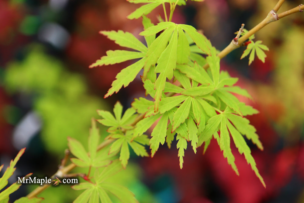 Acer palmatum 'Green Twinkles' Japanese Maple
