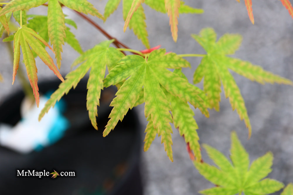 Acer palmatum 'Ghost Dragon' Japanese Maple