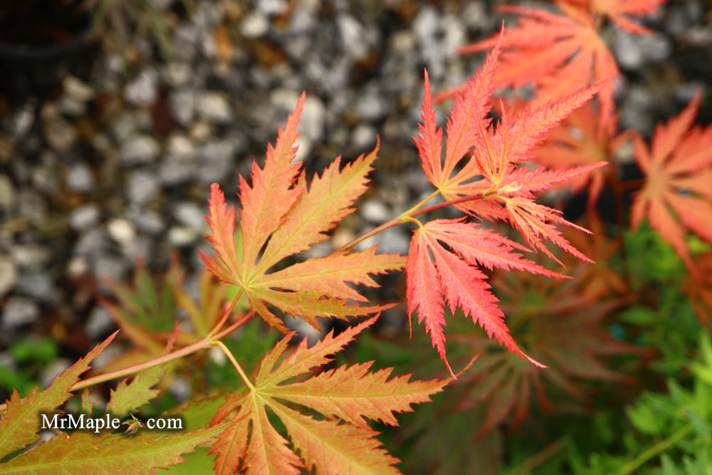 Acer palmatum 'Nathan' Variegated Japanese Maple