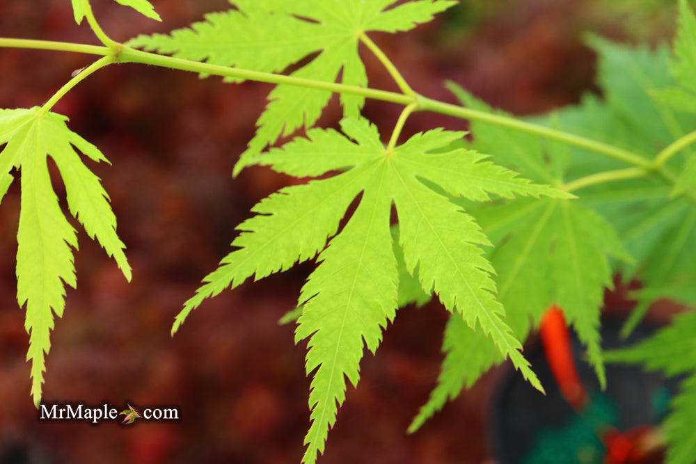 Acer tenuifolium 'Keikan zan' Full Moon Japanese Maple