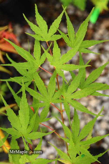 Acer palmatum 'Hubble's Super Cork' Pinebark Japanese Maple