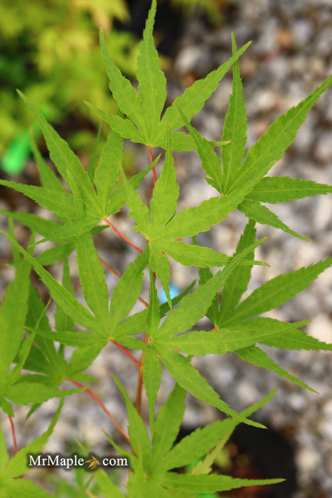 Acer palmatum 'Hubble's Super Cork' Pinebark Japanese Maple