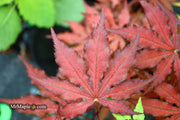 - Acer palmatum 'Dark Knight' Japanese Maple - Mr Maple │ Buy Japanese Maple Trees
