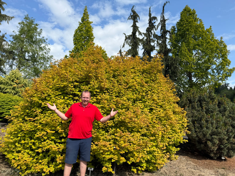 Acer circinatum 'Sunny Sister' Dwarf Japanese Maple