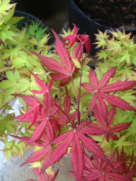 FOR PICKUP ONLY | Acer palmatum 'Olsen's Frosted Strawberry' Japanese Maple | DOES NOT SHIP