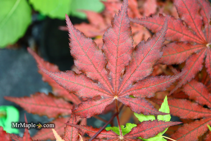 - Acer palmatum 'Dark Knight' Japanese Maple - Mr Maple │ Buy Japanese Maple Trees
