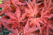 - Acer palmatum 'Dark Knight' Japanese Maple - Mr Maple │ Buy Japanese Maple Trees