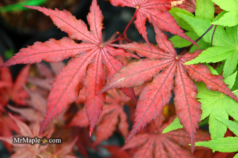 - Acer palmatum 'Dark Knight' Japanese Maple - Mr Maple │ Buy Japanese Maple Trees