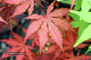 - Acer palmatum 'Dark Knight' Japanese Maple - Mr Maple │ Buy Japanese Maple Trees
