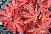 - Acer palmatum 'Dark Knight' Japanese Maple - Mr Maple │ Buy Japanese Maple Trees