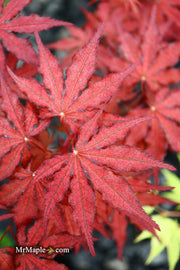 - Acer palmatum 'Dark Knight' Japanese Maple - Mr Maple │ Buy Japanese Maple Trees