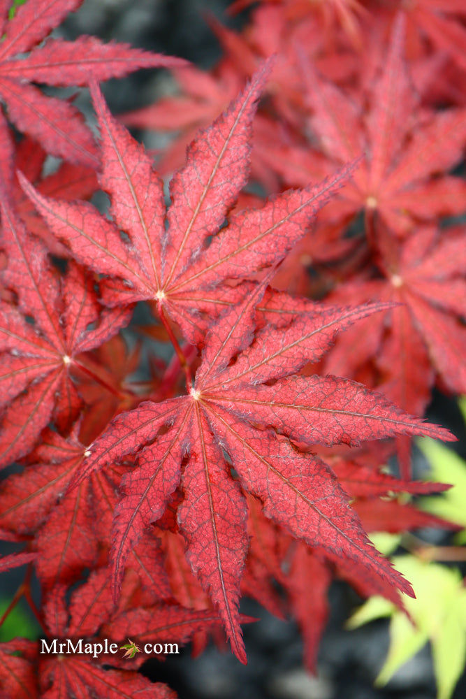 - Acer palmatum 'Dark Knight' Japanese Maple - Mr Maple │ Buy Japanese Maple Trees