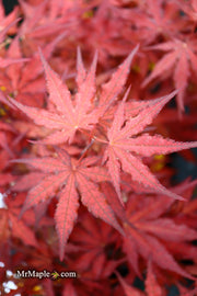 - Acer palmatum 'Dark Knight' Japanese Maple - Mr Maple │ Buy Japanese Maple Trees