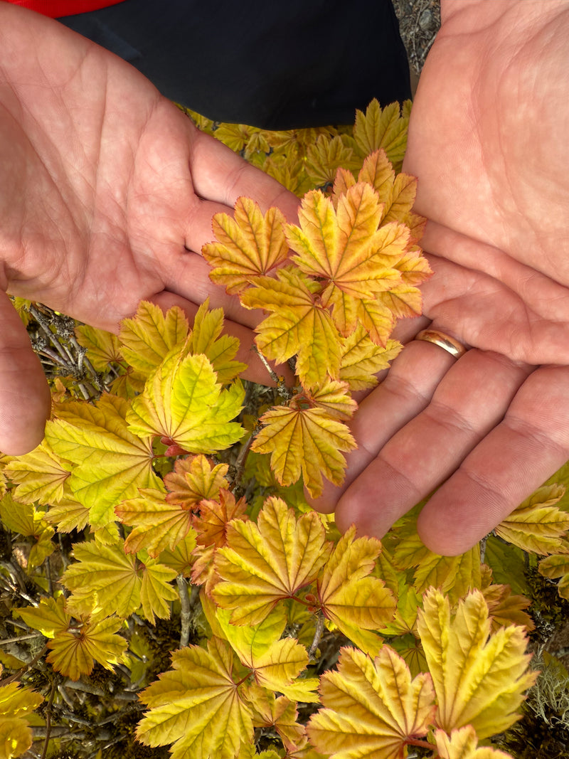 Acer circinatum 'Sunny Sister' Dwarf Japanese Maple