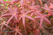 - Acer palmatum 'Peve Starfish' Japanese Maple - Mr Maple │ Buy Japanese Maple Trees