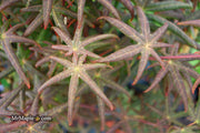 - Acer palmatum 'Peve Starfish' Japanese Maple - Mr Maple │ Buy Japanese Maple Trees