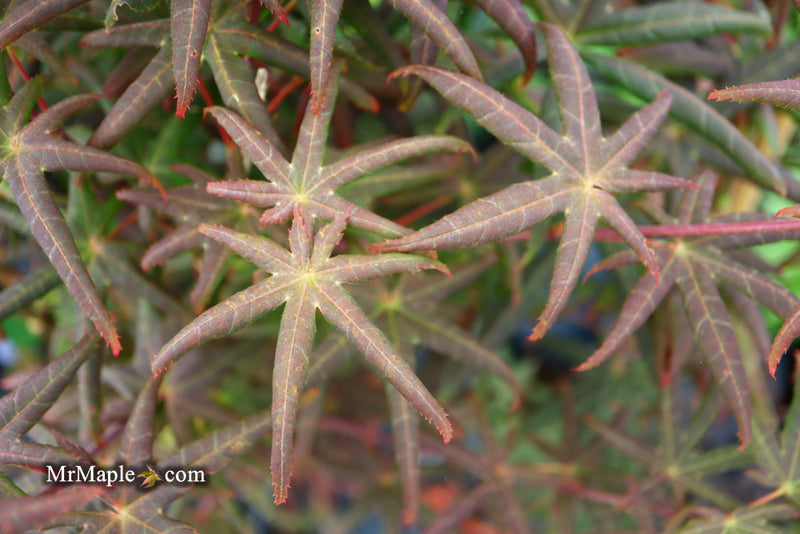 - Acer palmatum 'Peve Starfish' Japanese Maple - Mr Maple │ Buy Japanese Maple Trees