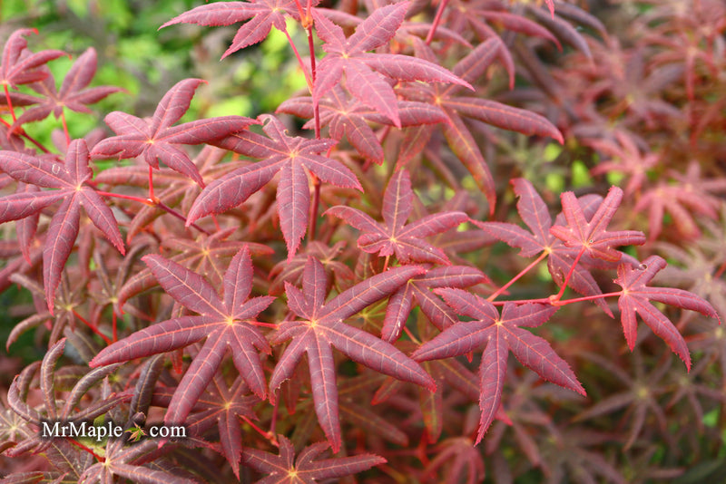 - Acer palmatum 'Peve Starfish' Japanese Maple - Mr Maple │ Buy Japanese Maple Trees