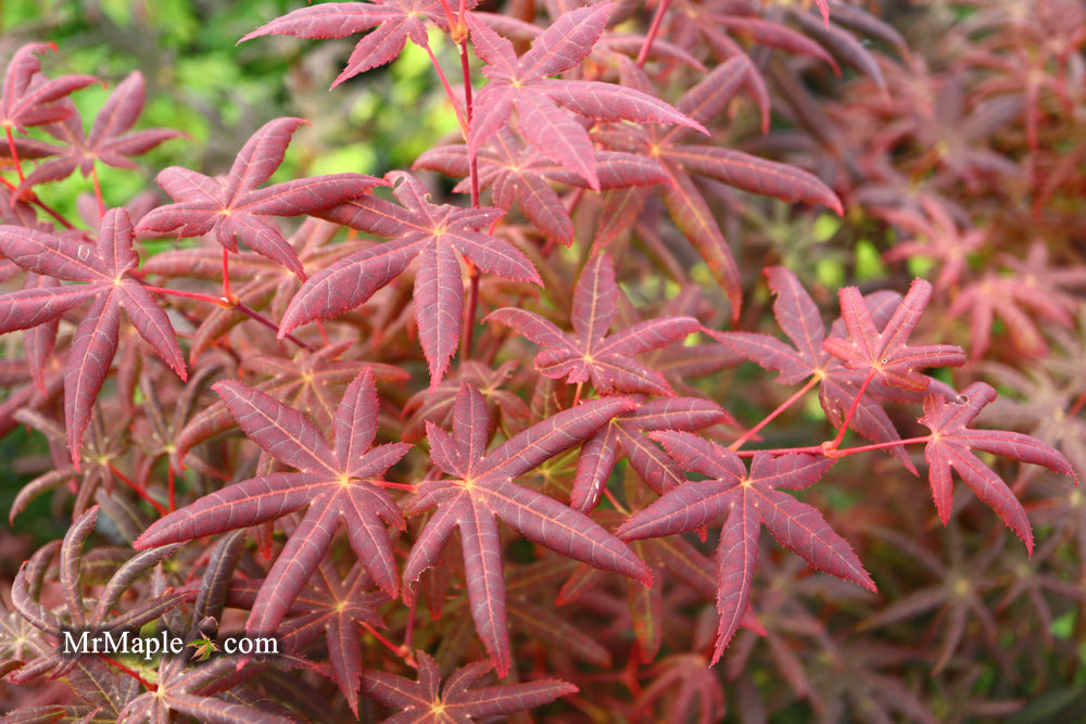 Acer palmatum 'Peve Starfish' Japanese Maple