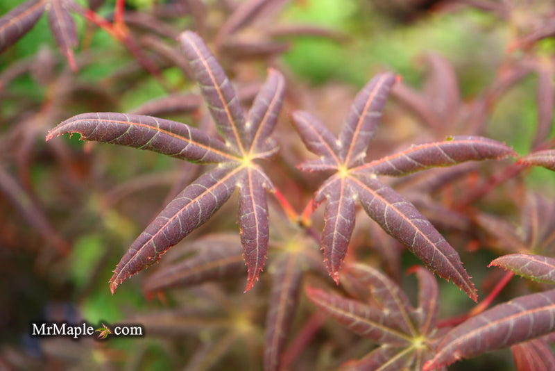 - Acer palmatum 'Peve Starfish' Japanese Maple - Mr Maple │ Buy Japanese Maple Trees