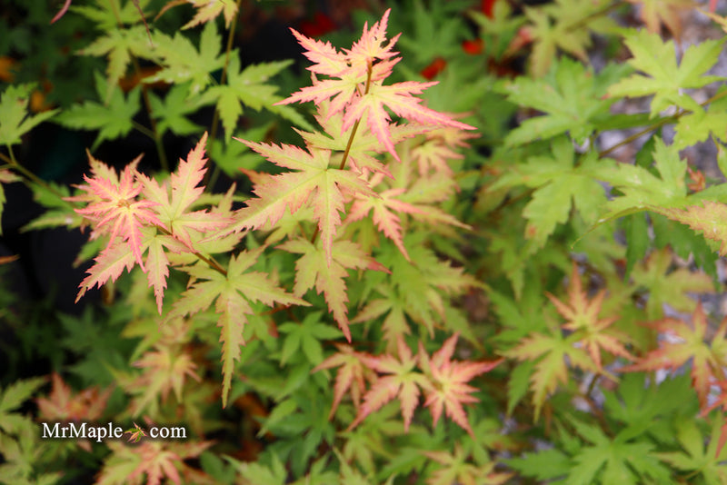 - Acer palmatum 'Ramona' Rare Japanese Maple - Mr Maple │ Buy Japanese Maple Trees