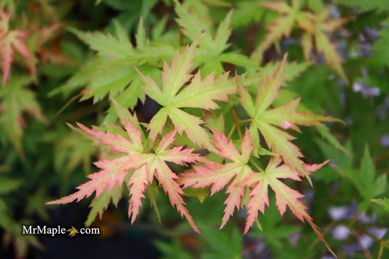 - Acer palmatum 'Ramona' Rare Japanese Maple - Mr Maple │ Buy Japanese Maple Trees