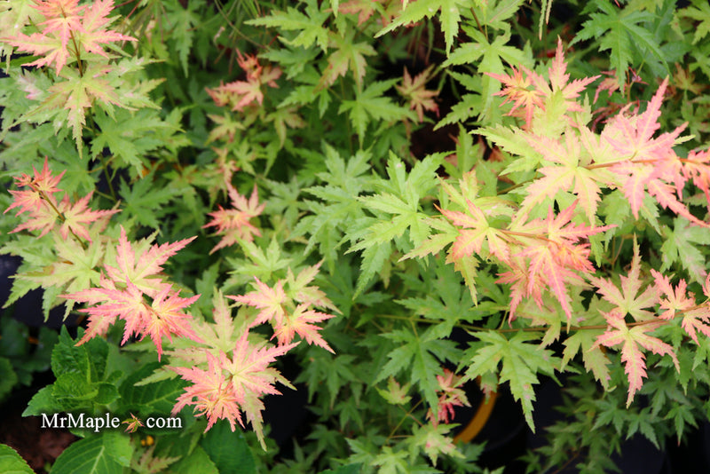 - Acer palmatum 'Ramona' Rare Japanese Maple - Mr Maple │ Buy Japanese Maple Trees