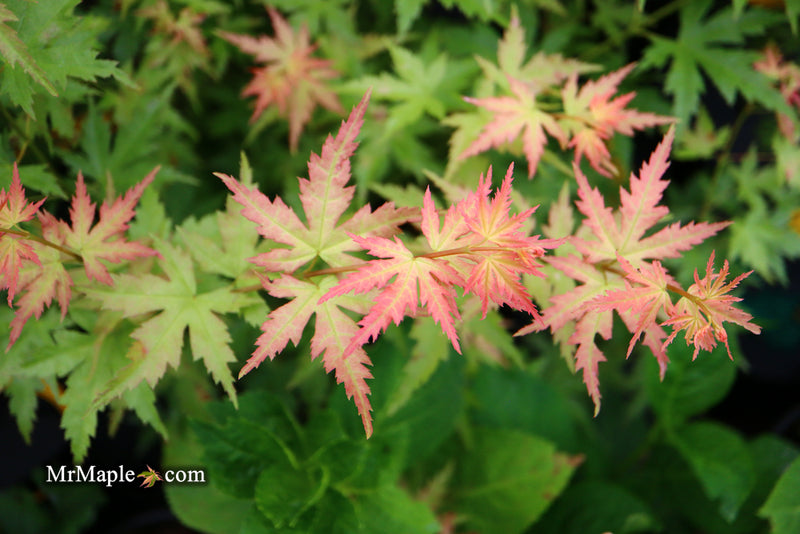 - Acer palmatum 'Ramona' Rare Japanese Maple - Mr Maple │ Buy Japanese Maple Trees