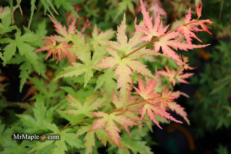 - Acer palmatum 'Ramona' Rare Japanese Maple - Mr Maple │ Buy Japanese Maple Trees
