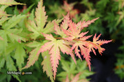 - Acer palmatum 'Ramona' Rare Japanese Maple - Mr Maple │ Buy Japanese Maple Trees