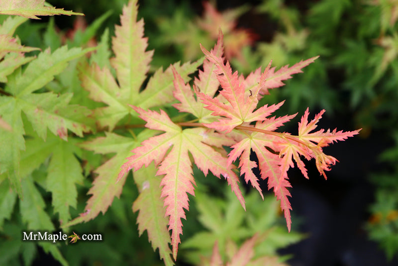 - Acer palmatum 'Ramona' Rare Japanese Maple - Mr Maple │ Buy Japanese Maple Trees