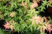 - Acer palmatum 'Ramona' Rare Japanese Maple - Mr Maple │ Buy Japanese Maple Trees