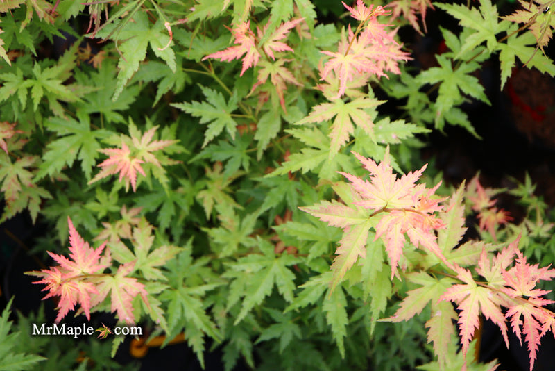 - Acer palmatum 'Ramona' Rare Japanese Maple - Mr Maple │ Buy Japanese Maple Trees