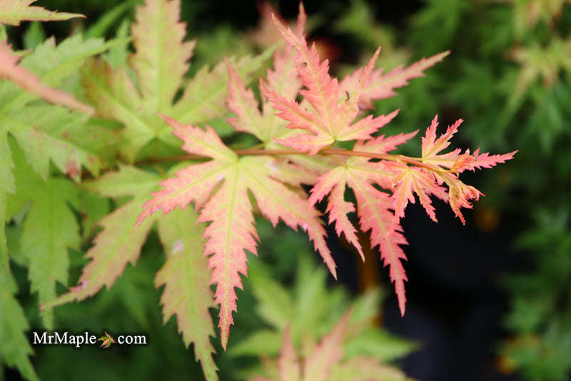 - Acer palmatum 'Ramona' Rare Japanese Maple - Mr Maple │ Buy Japanese Maple Trees