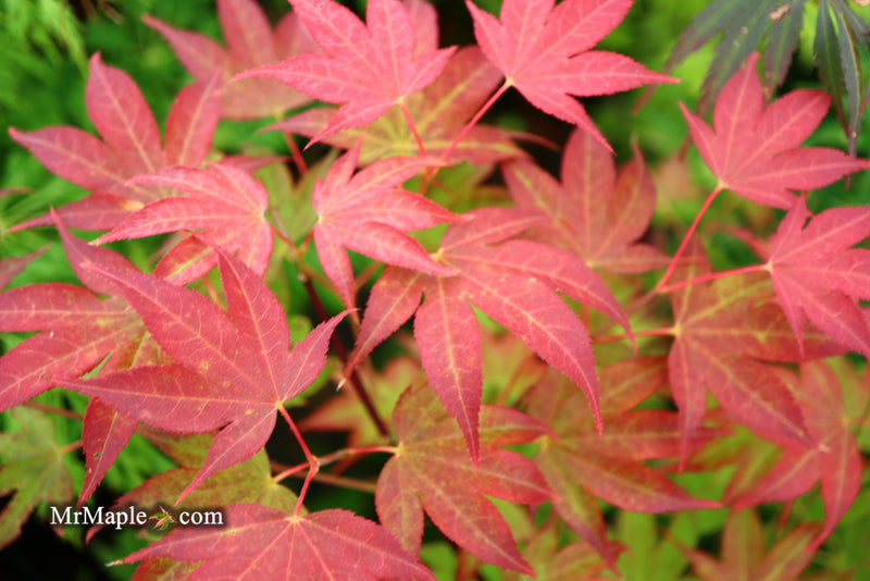 - Acer palmatum 'Tsuma gaki' Japanese Maple - Mr Maple │ Buy Japanese Maple Trees
