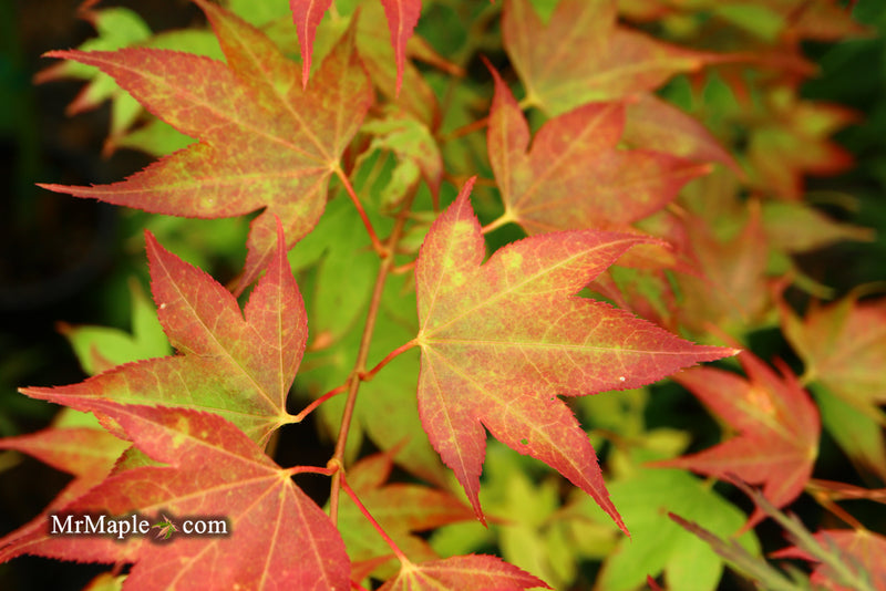 - Acer palmatum 'Tsuma gaki' Japanese Maple - Mr Maple │ Buy Japanese Maple Trees