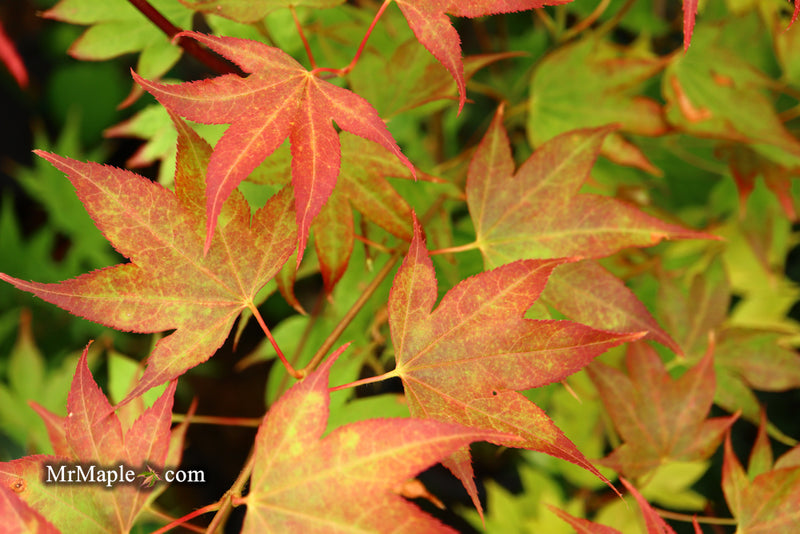 - Acer palmatum 'Tsuma gaki' Japanese Maple - Mr Maple │ Buy Japanese Maple Trees