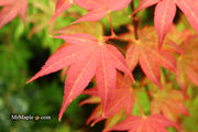 - Acer palmatum 'Tsuma gaki' Japanese Maple - Mr Maple │ Buy Japanese Maple Trees