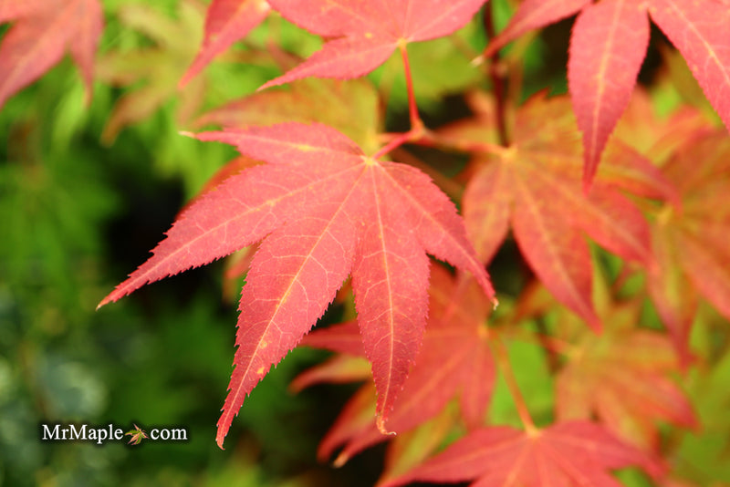 - Acer palmatum 'Tsuma gaki' Japanese Maple - Mr Maple │ Buy Japanese Maple Trees